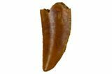Serrated, Raptor Tooth - Real Dinosaur Tooth #115890-1